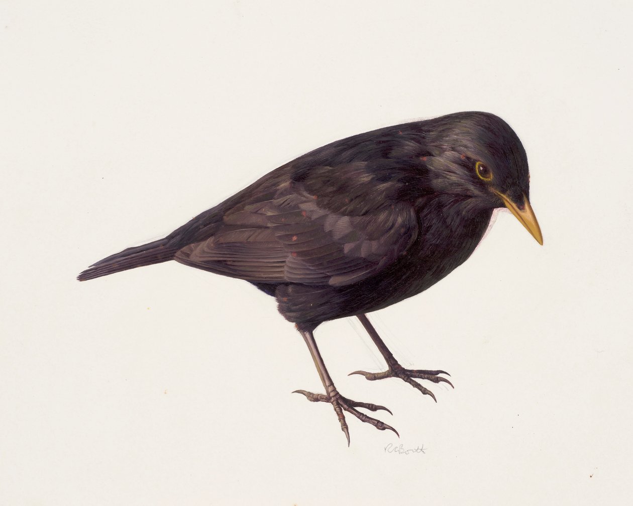  by Raymond Booth