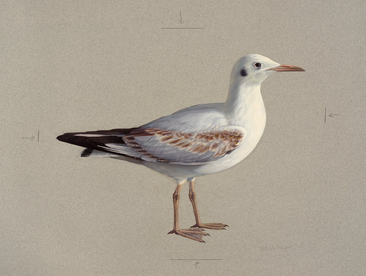 by Raymond Booth