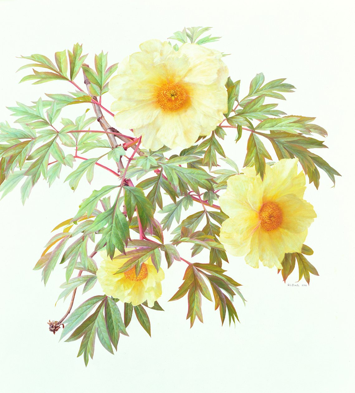  by Raymond Booth