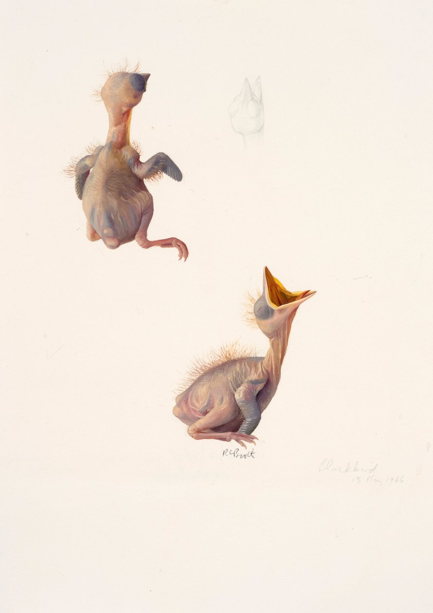  by Raymond Booth