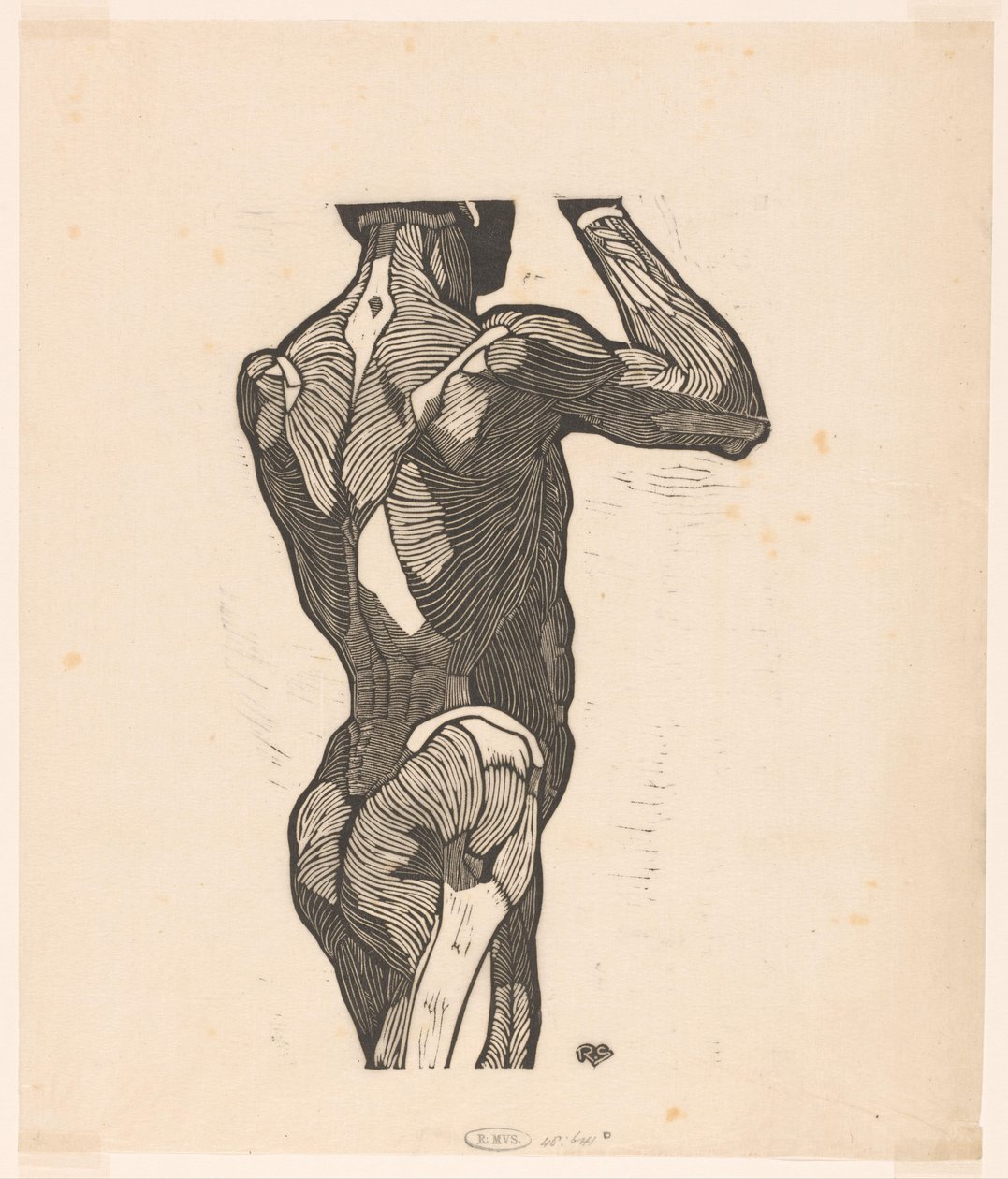 Bir erkeğin sırt ve kalçalarının anatomik çalışması by Reijer Stolk