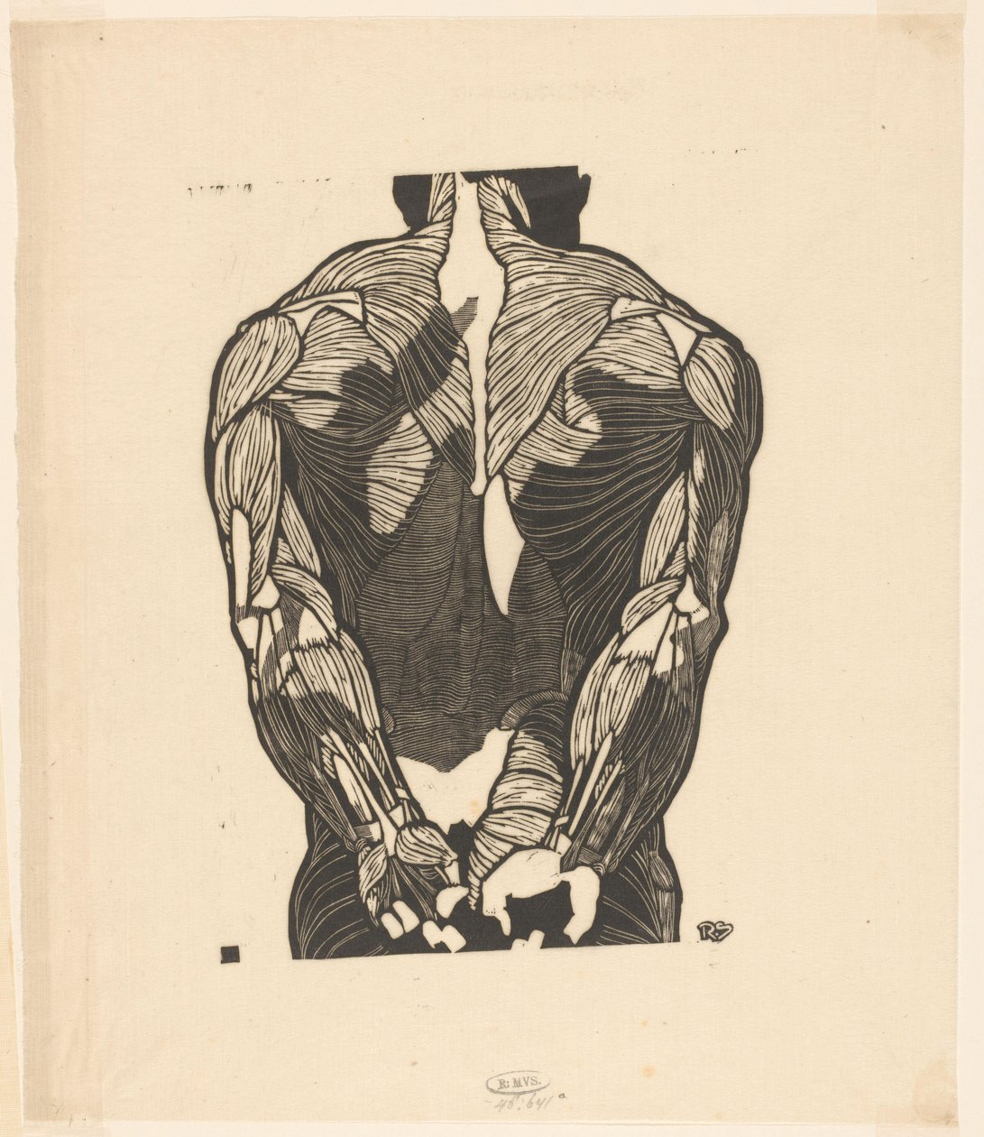 Bir erkeğin sırt kaslarının anatomik çalışması by Reijer Stolk