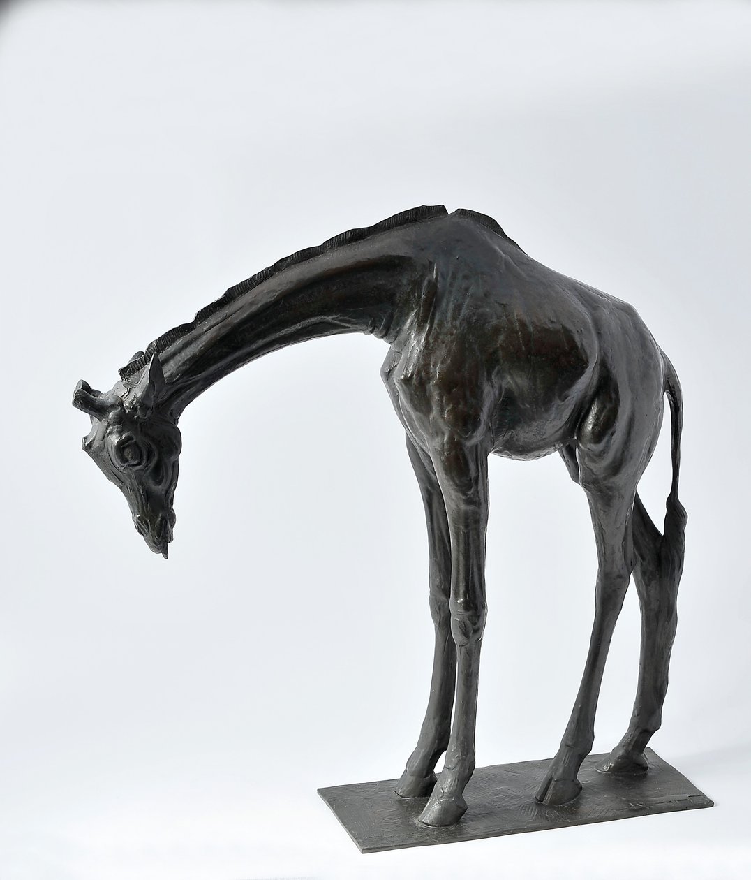 Başı Alçaltılmış Büyük Zürafa, 1909-10 modellenmiştir, 1913