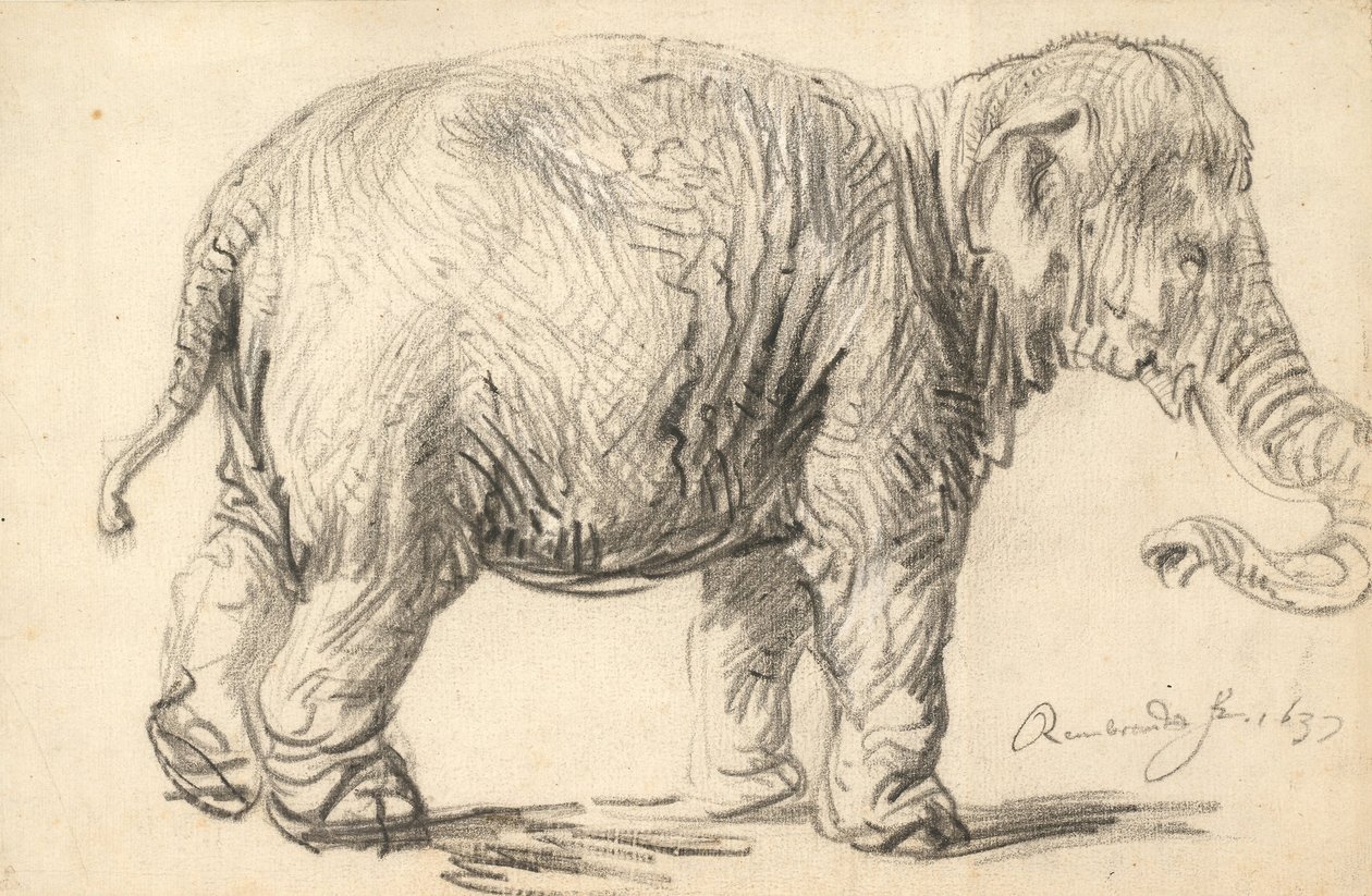 Bir fil by Rembrandt van Rijn
