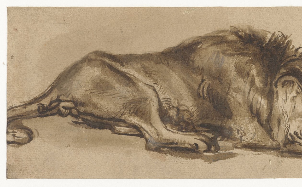 Uyuyan Aslan Çalışması by Rembrandt van Rijn (copy after)