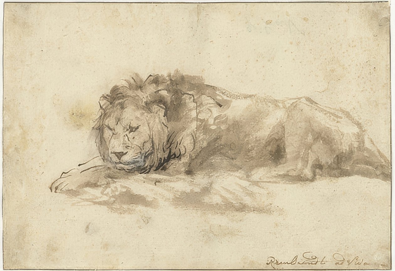 Yalancı aslan (Liggende leeuw). 1650-59 by Rembrandt van Rijn