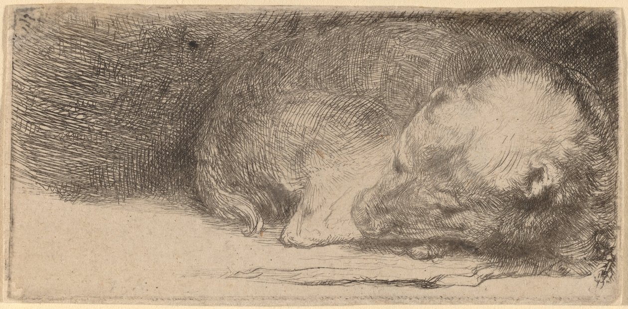 Uyuyan köpek yavrusu by Rembrandt van Rijn