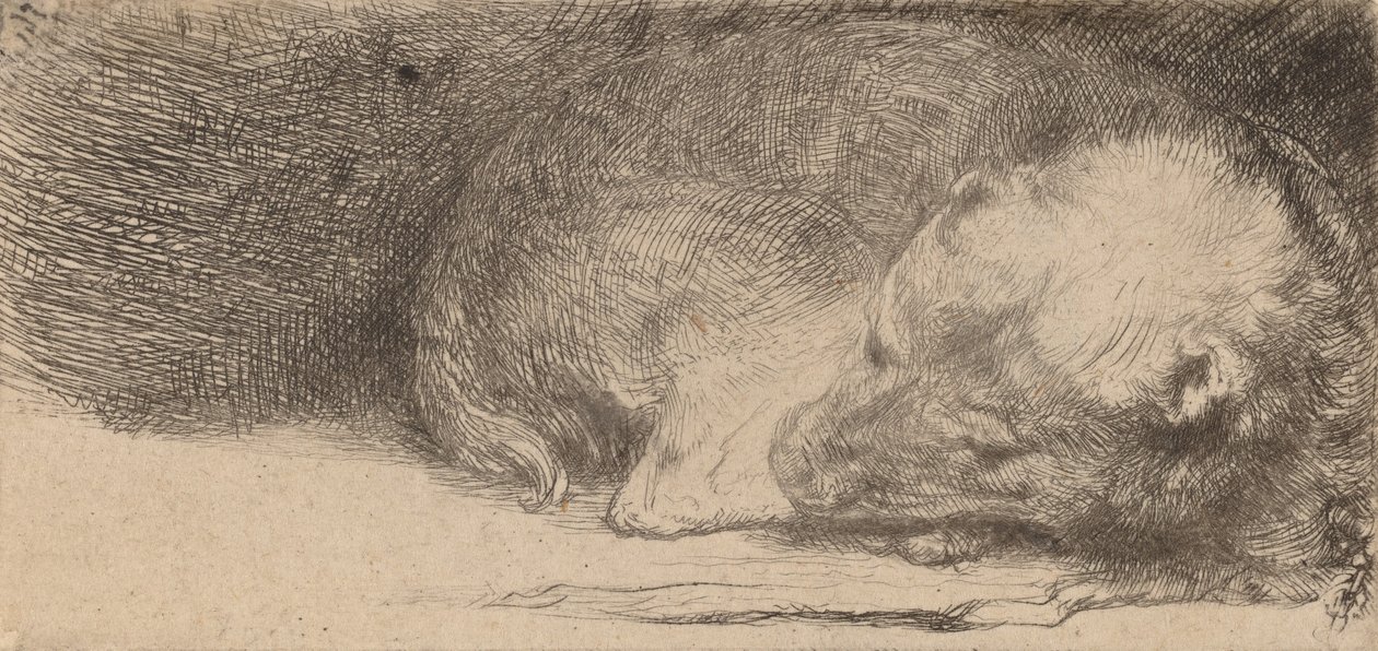 Uyuyan Köpek, c. 1640. by Rembrandt van Rijn