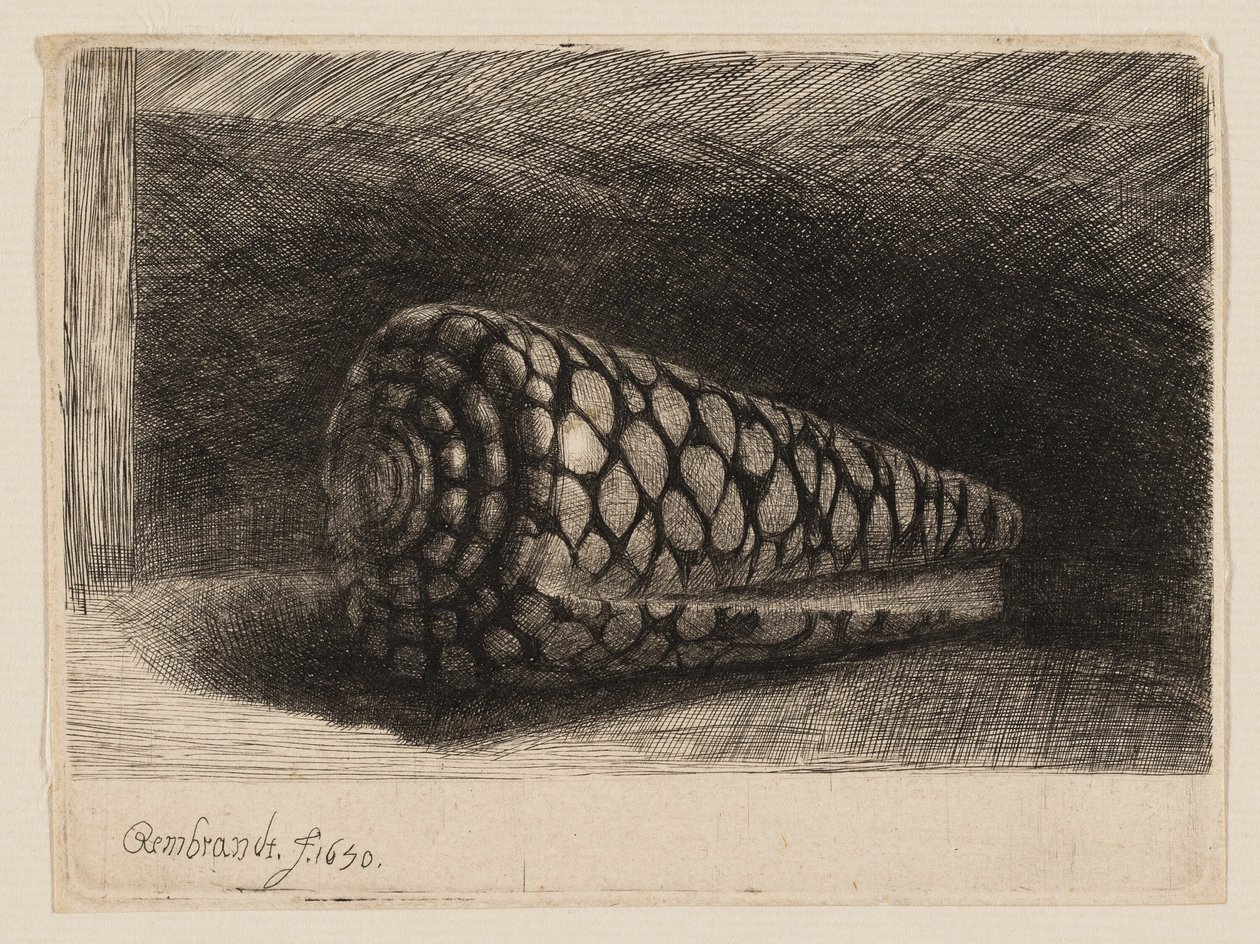 Deniz kabuğu by Rembrandt van Rijn