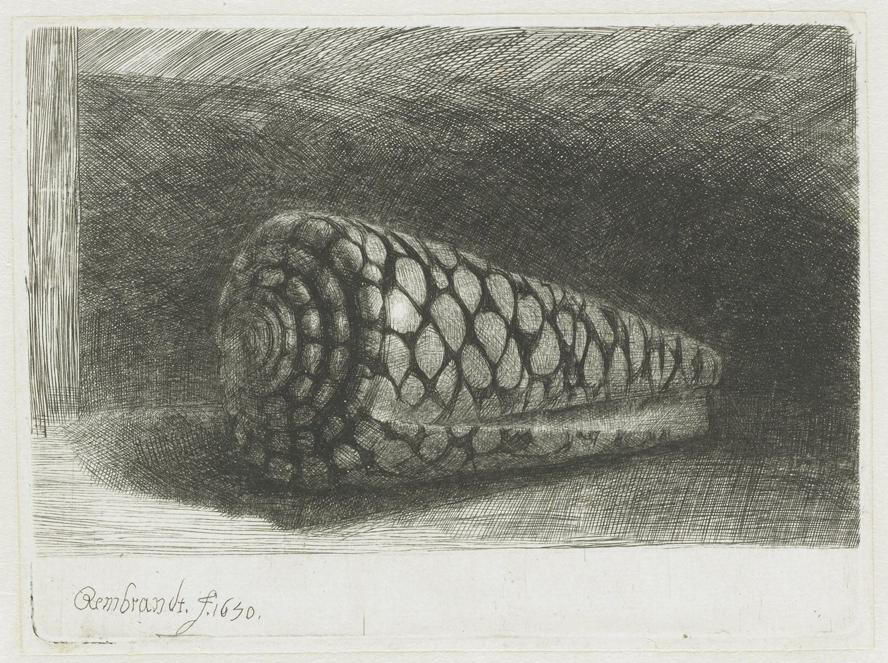 Deniz kabuğu by Rembrandt van Rijn