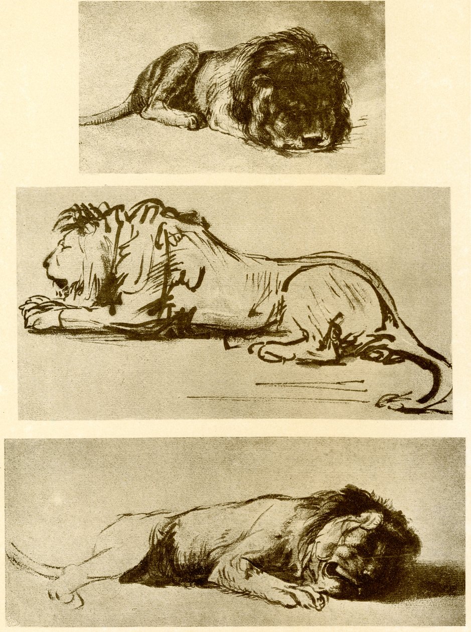 Üç aslan çalışması by Rembrandt van Rijn