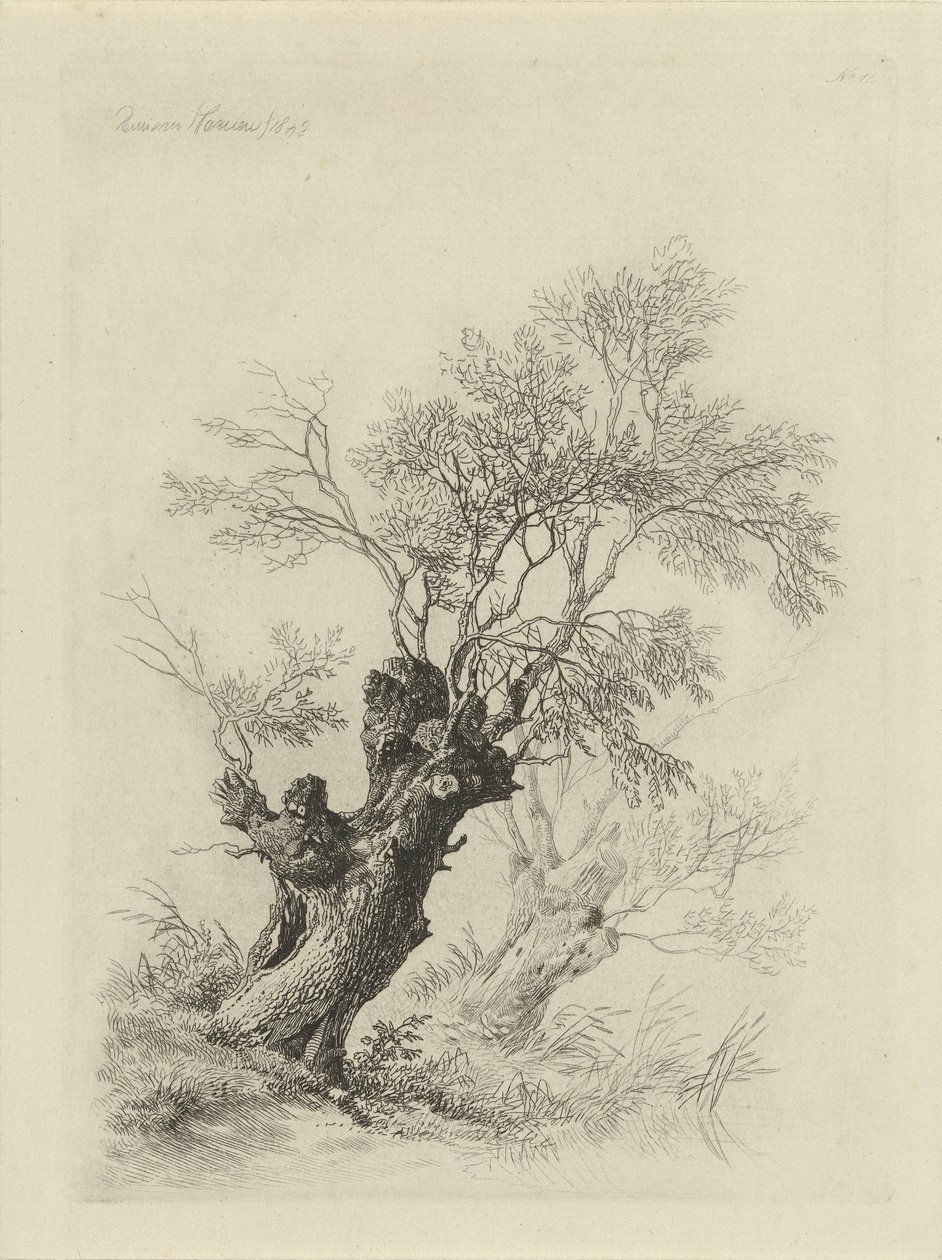 Söğüt ağacı by Remigius Adrianus Haanen