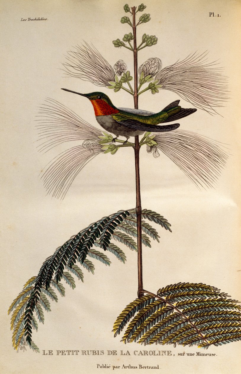 Yakut boğazlı Sinekkuşu (Archilochus colubris), gravür Les trochilidees ou les colibris et les oiseaux-mouches by René Primevère Lesson