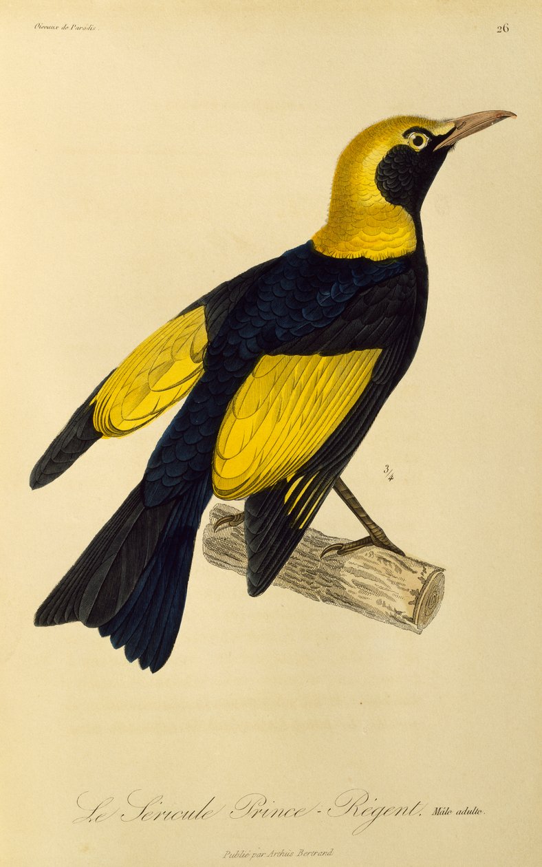 Regent Bowerbird