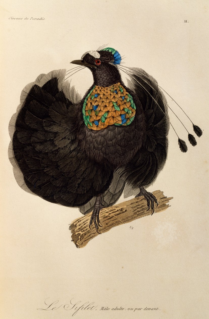 Batı Parotia