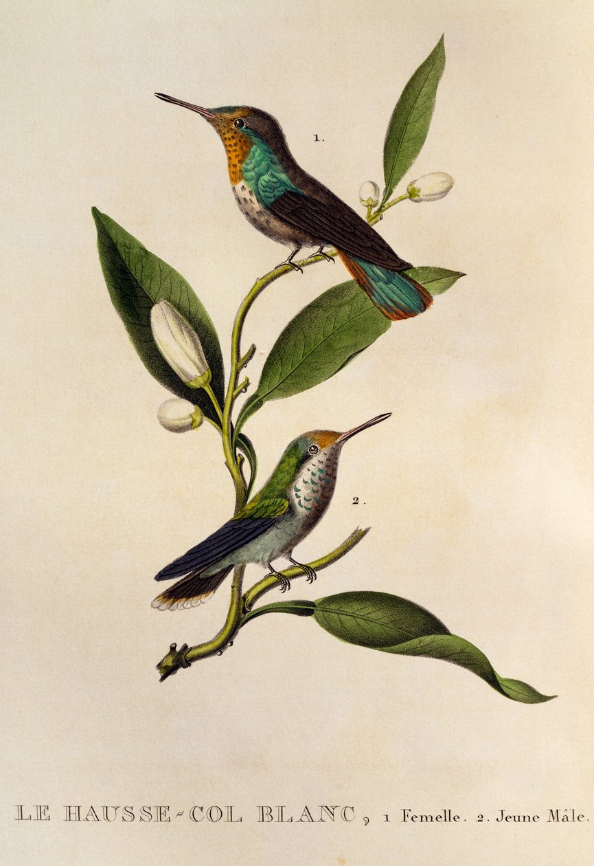 Yakut-topaz Sinekkuşu dişi ve genç erkek (Chrysolampis mosquitus), gravür Les trochilidees ou les colibris et les oiseaux-mouches by René Primevère Lesson