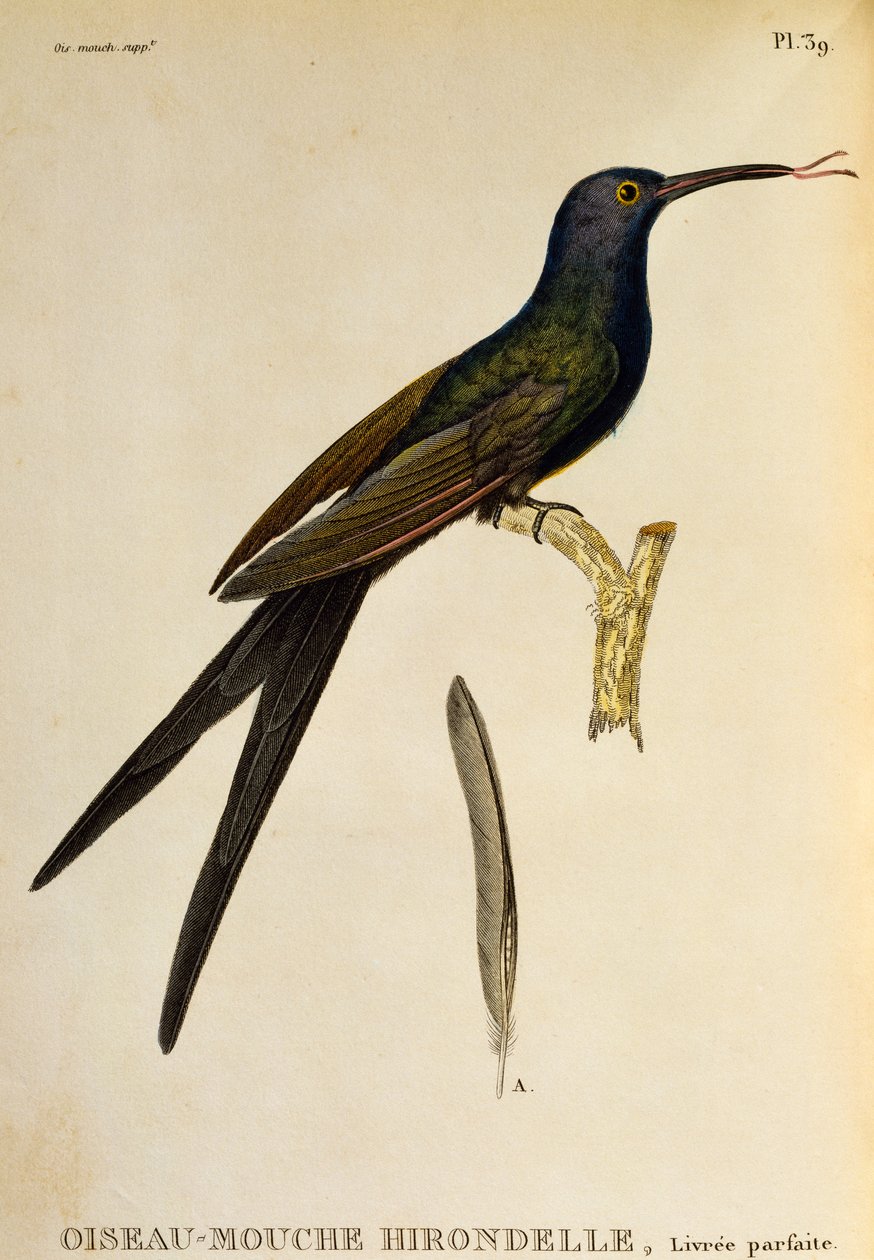 Kırlangıç ​​kuyruklu sinek kuşu (Eupetomena macroura), gravür Les trochilidees ou les colibris et les oiseaux-mouches by René Primevère Lesson