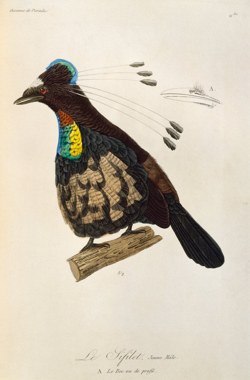 Batı Parotia