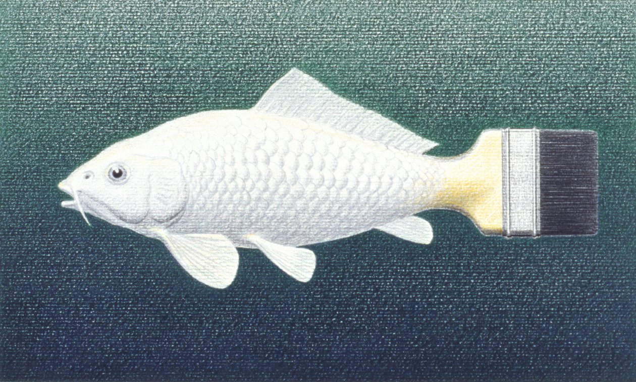 Brushfish, 2003, Kağıt üzerine renkli karakalem by Rene Boin