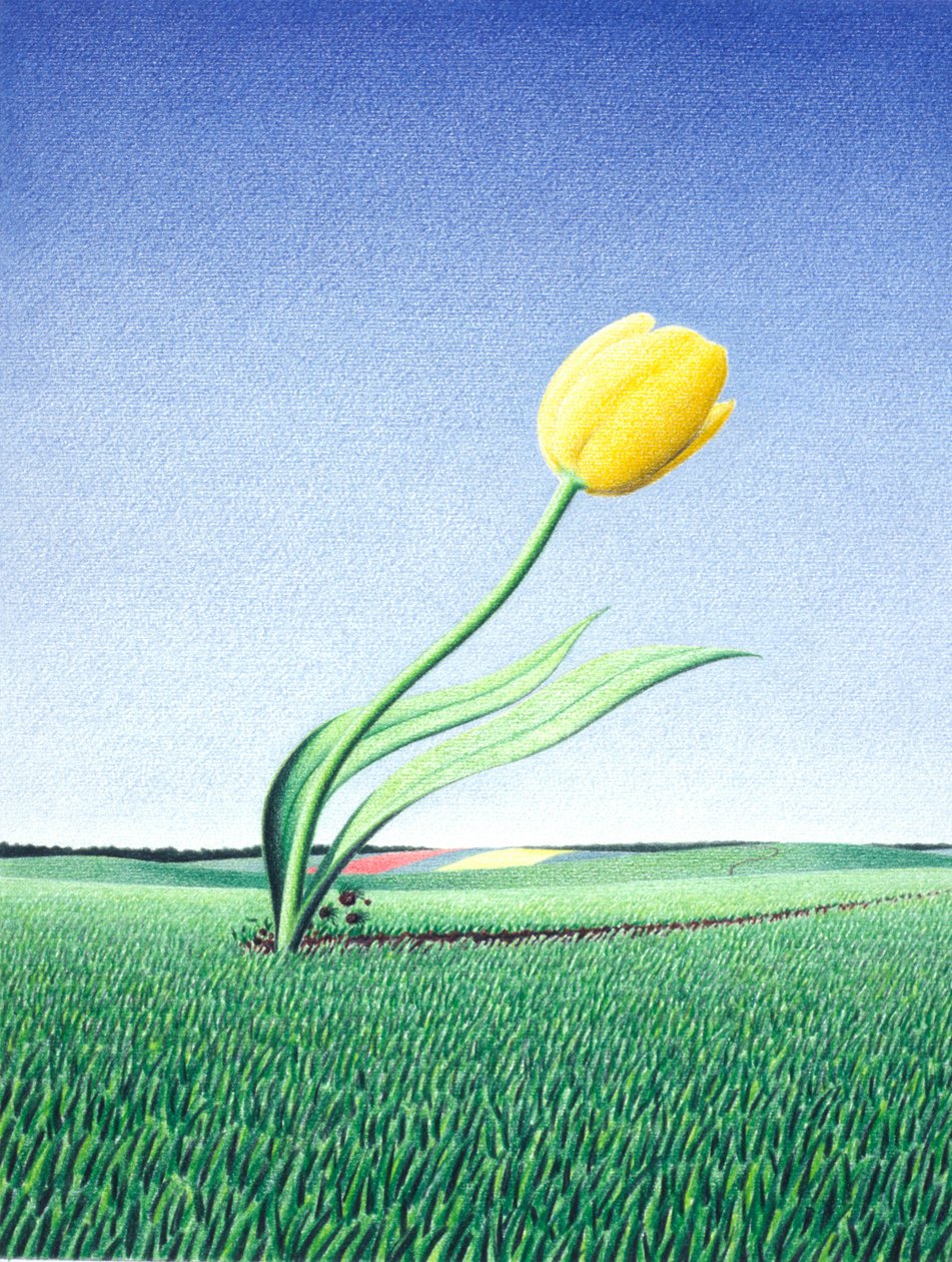 Hızlı Lale by Rene Boin