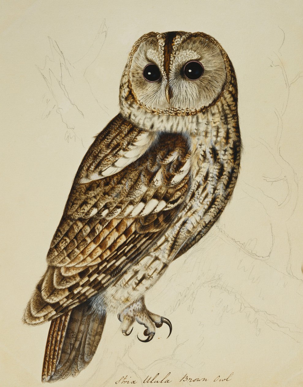 Kahverengi Baykuş (Strix Ulula) by Rev. C. Atkinson