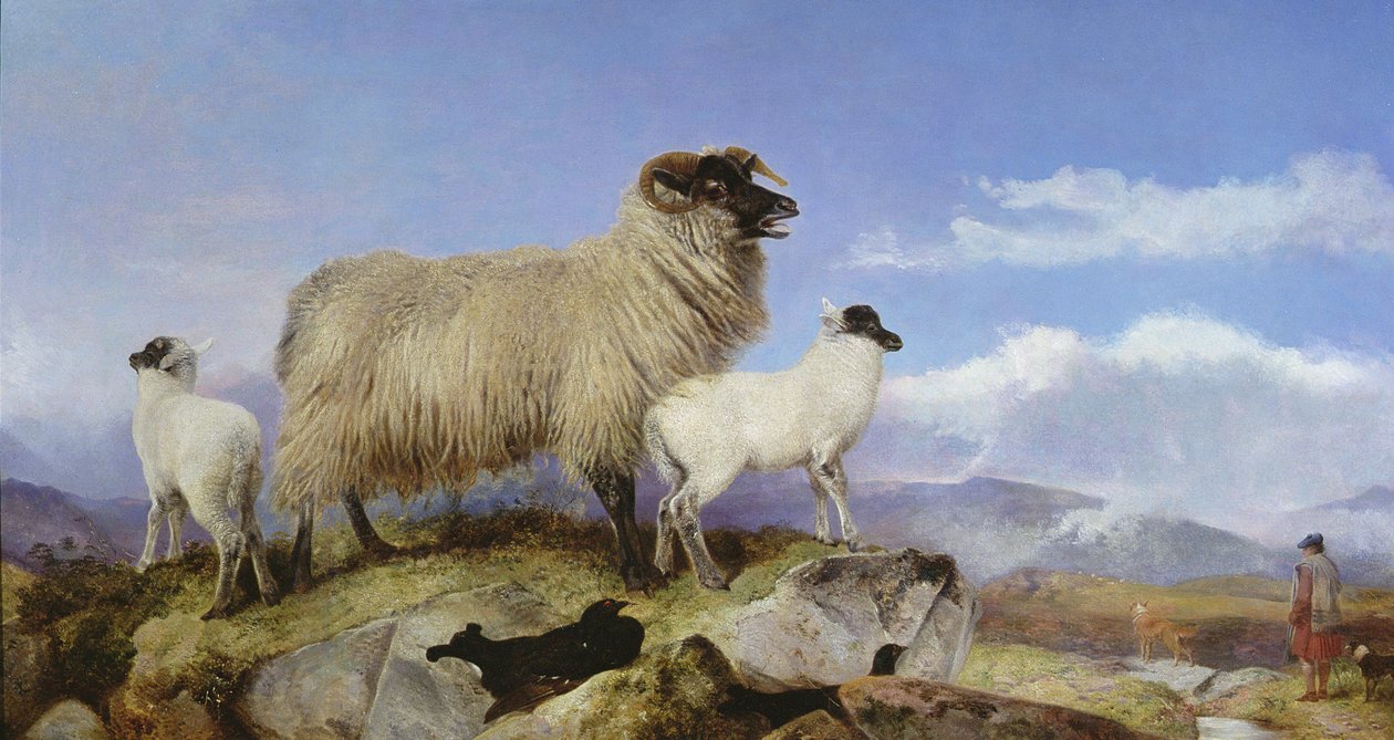 koyun ve kuzular by Richard Ansdell