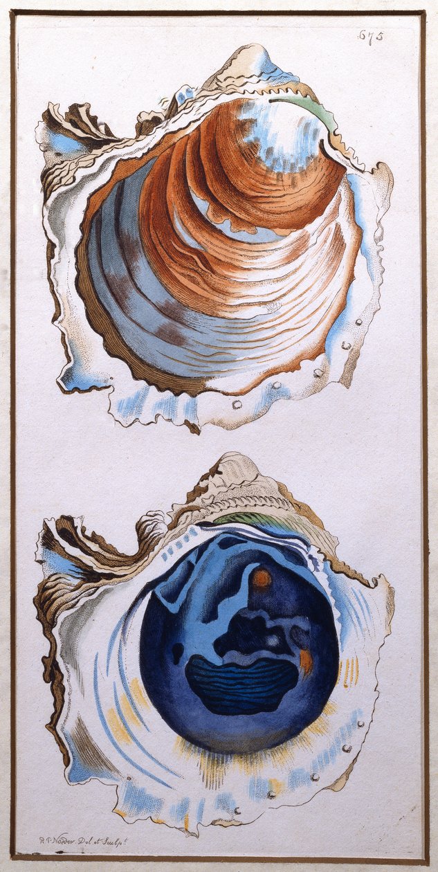 Oyster Shell, Shaw tarafından yayınlandı, c.1790-1820 (baskı) by Richard Polydore Nodder