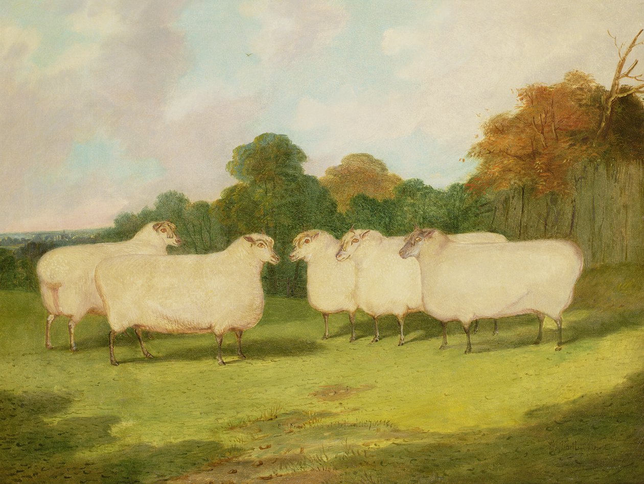 Peyzajda Koyun Çalışması by Richard Whitford