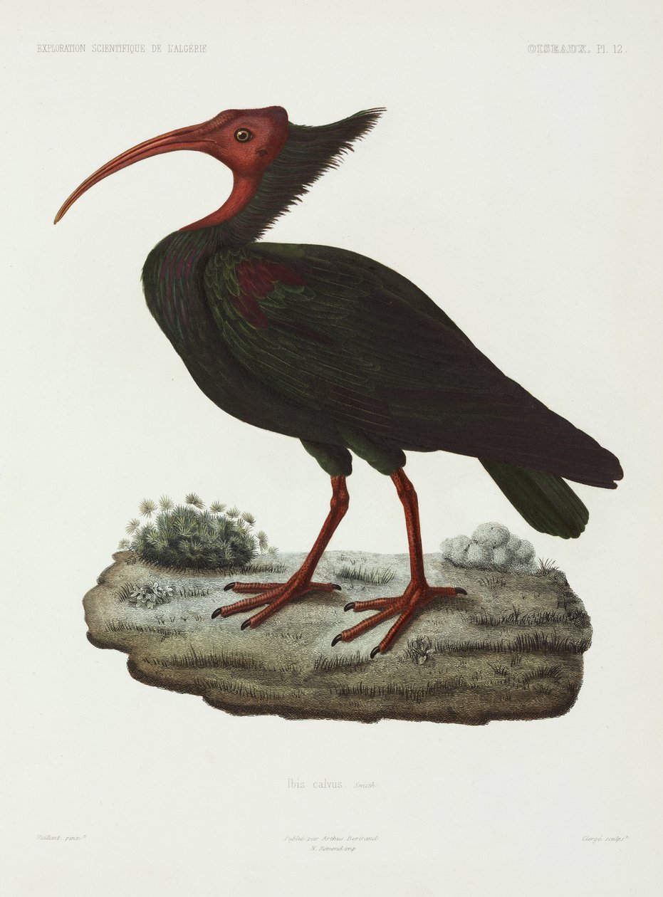 Kel ibis, Cezayir by John Pardon