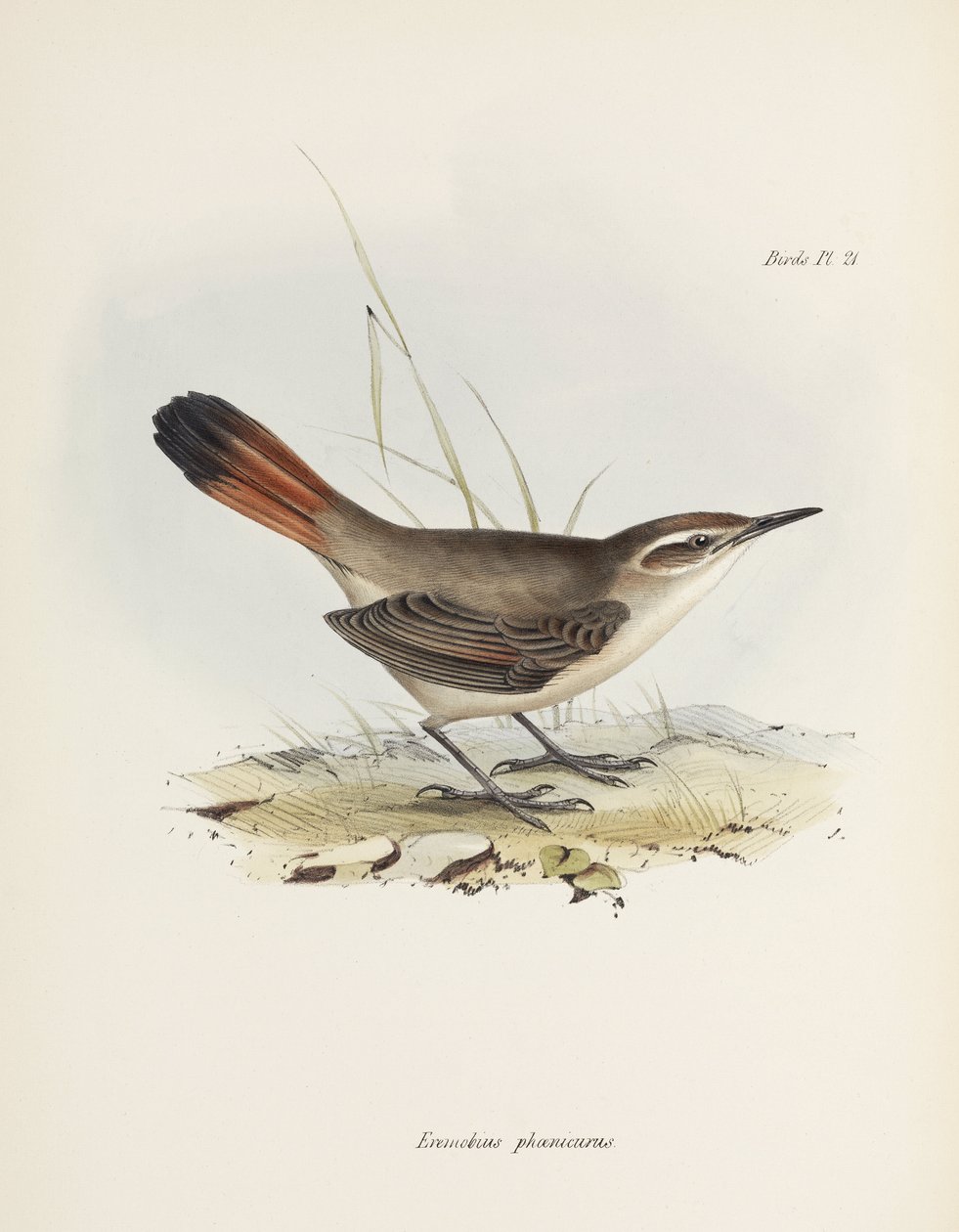 Bant kuyruklu solucan, Güney Amerika, c 1832-1836 by John Pardon