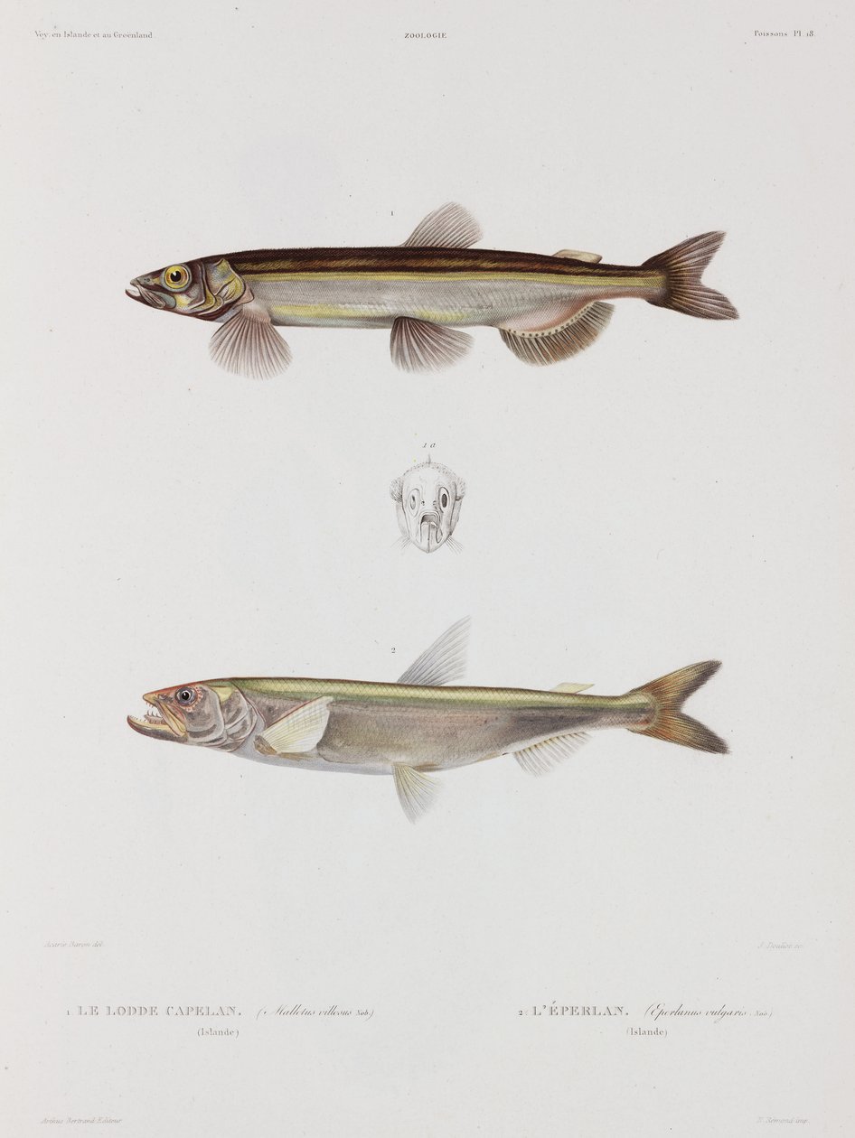 Capelin ve kokusu, İzlanda, 19. yüzyılın başlarında by John Pardon
