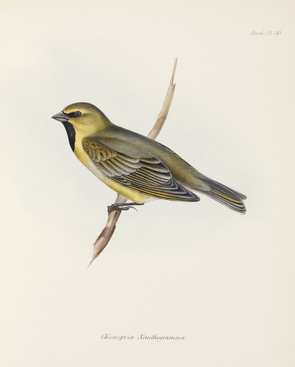 Finch, yaklaşık 1832-1836 by John Pardon
