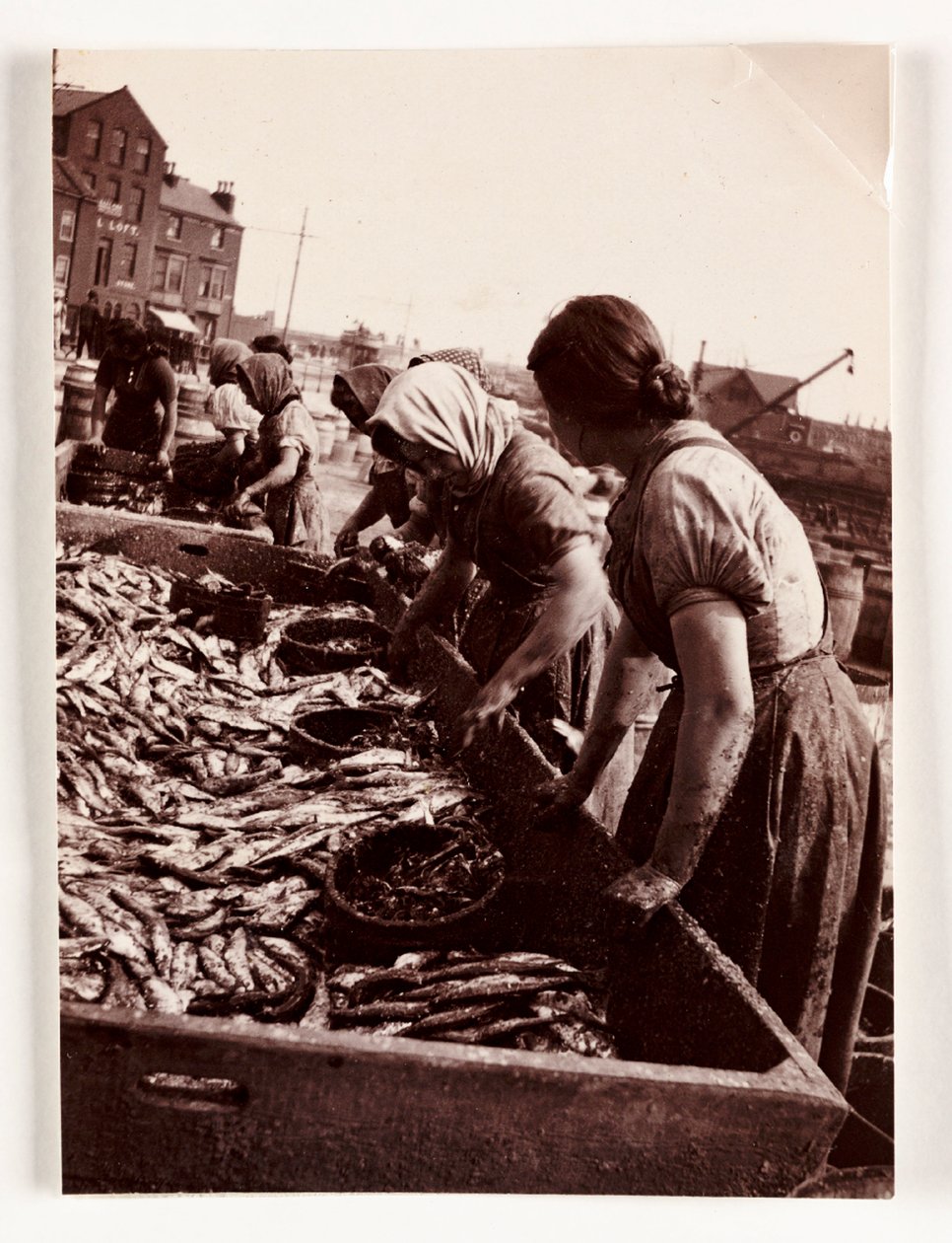 Balıkçılık, Balıkçı Kadınlar balıkları ayıklarken, Whitby Limanı, Kuzey Yorkshire, c 1905 by John Pardon