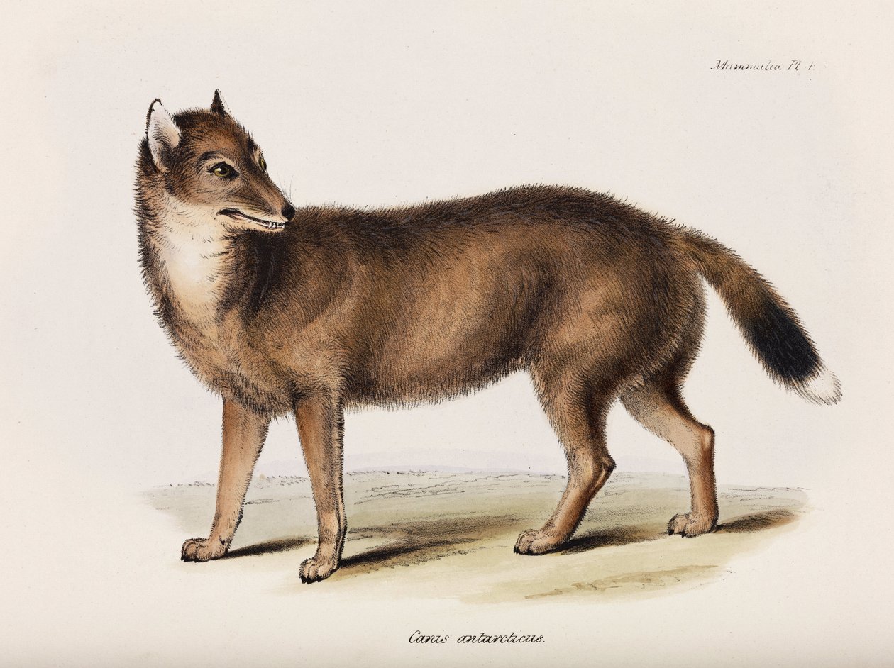 Fox, Falkland Adaları, c 1832-1836 by John Pardon