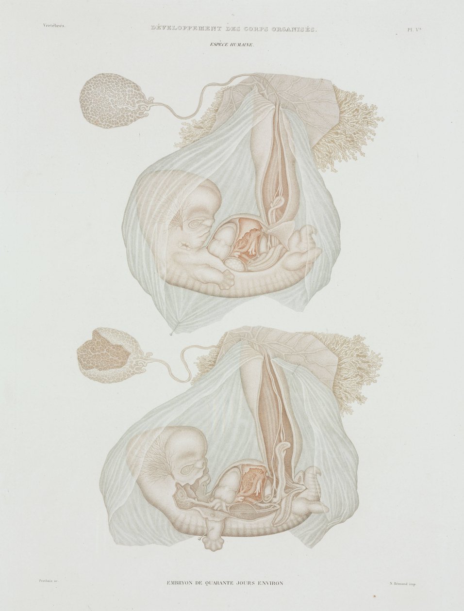 Jinekoloji 40 günlük insan fetüsü, c 1847-1859 by John Pardon