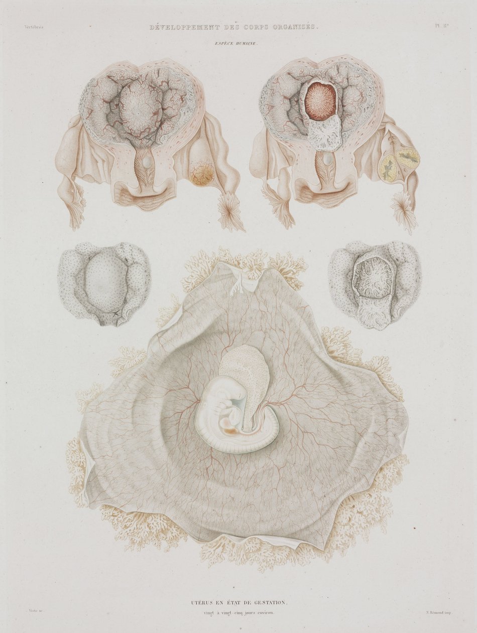 Jinekoloji Embriyo ile insan rahmi, c 1847-1859 by John Pardon