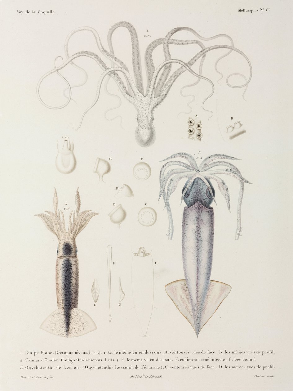 Ahtapot ve kalamar by John Pardon