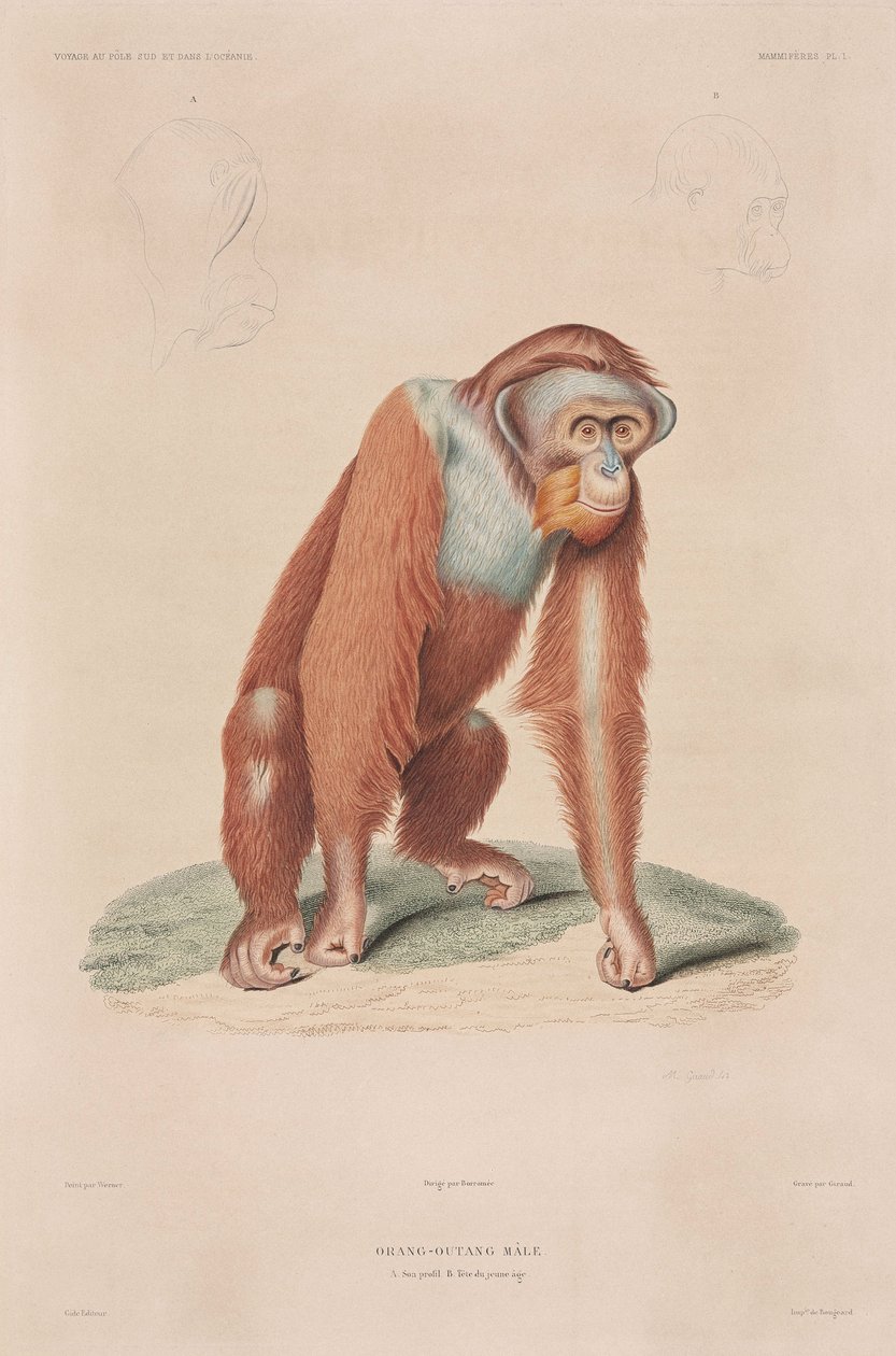 Orangutanlar, Endonezya by John Pardon