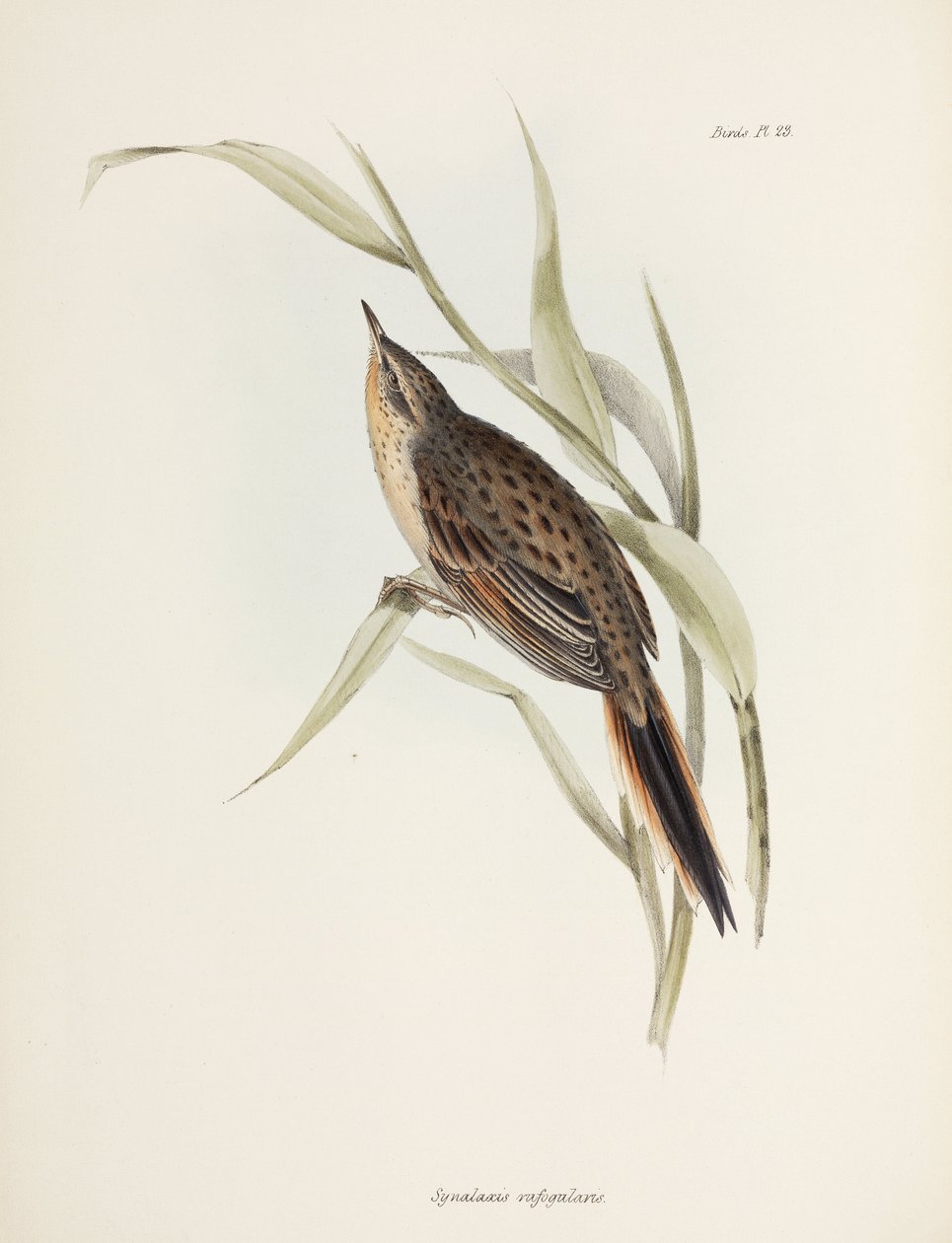 Spinetail, Güney Amerika, c 1832-1836 by John Pardon