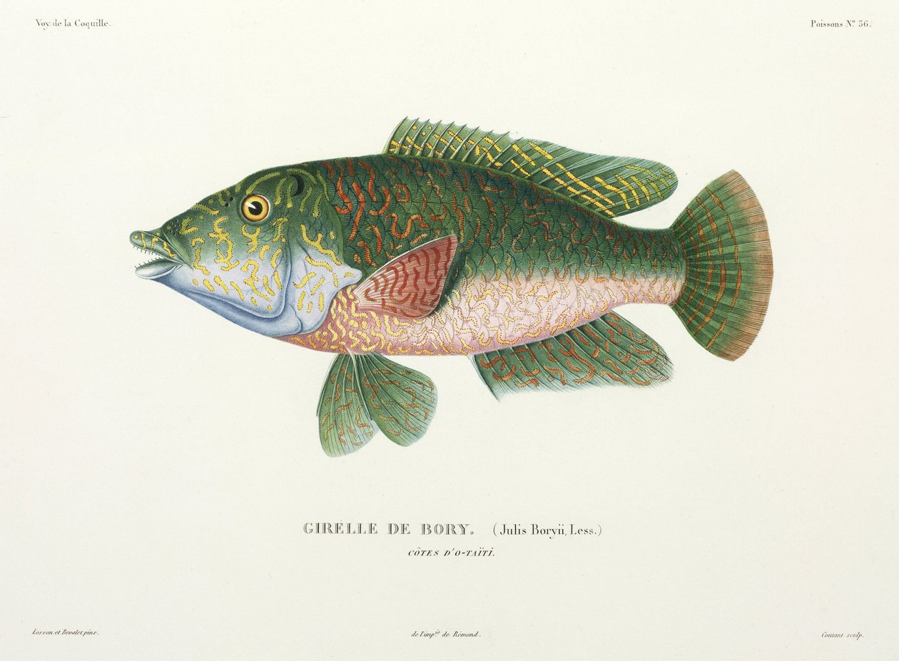 wrasse türü, Tahiti by John Pardon