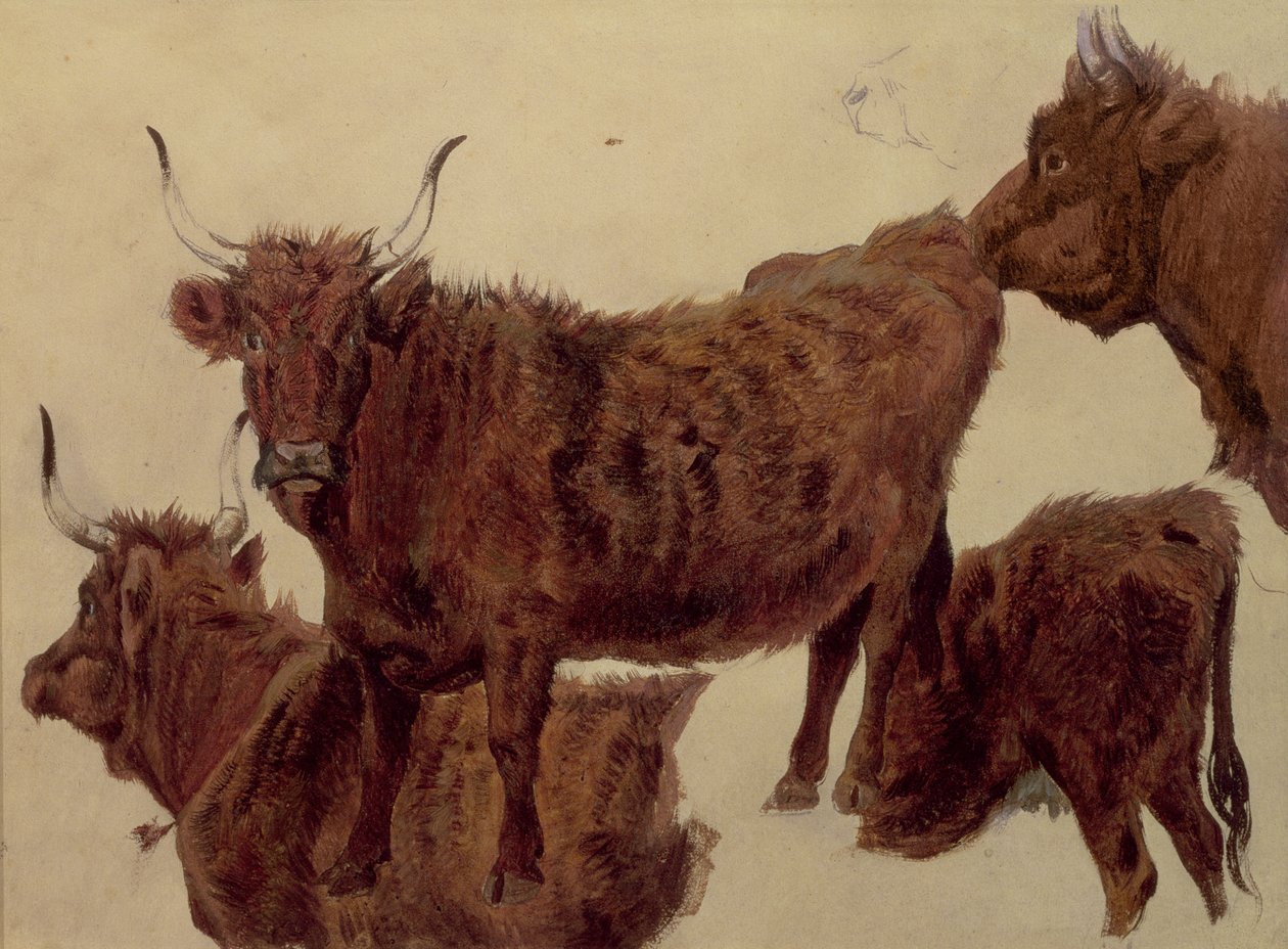 Yayla Sığırları Çalışmaları (kağıt üzeri yağlı boya) by Richard Ansdell