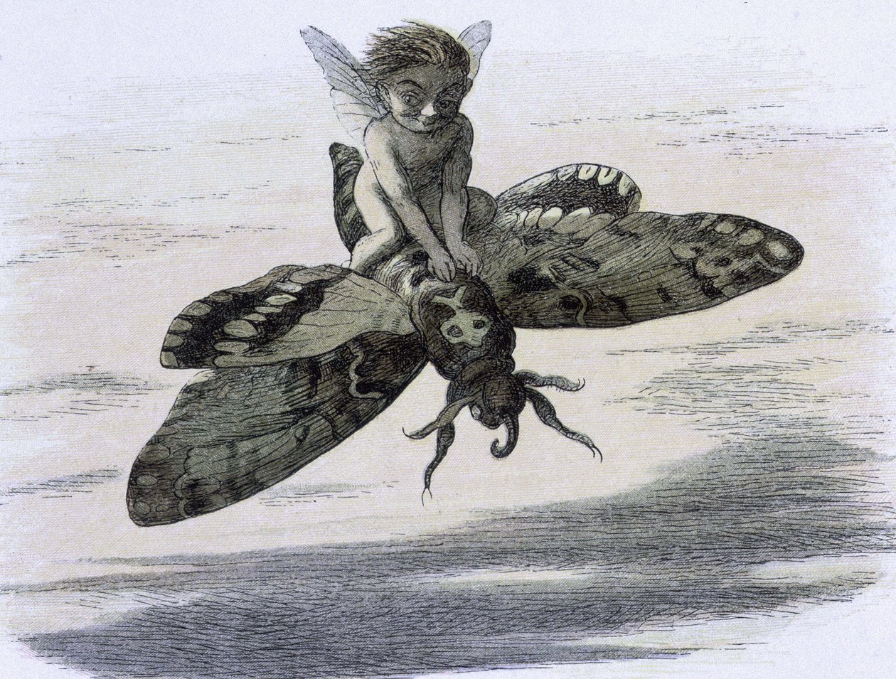 Un elfe chevauchant ve papillon. ""Peri diyarında Richard Doyle ile ilgili illüstrasyon. Elf dünyasından bir dizi resim"" W Allingham