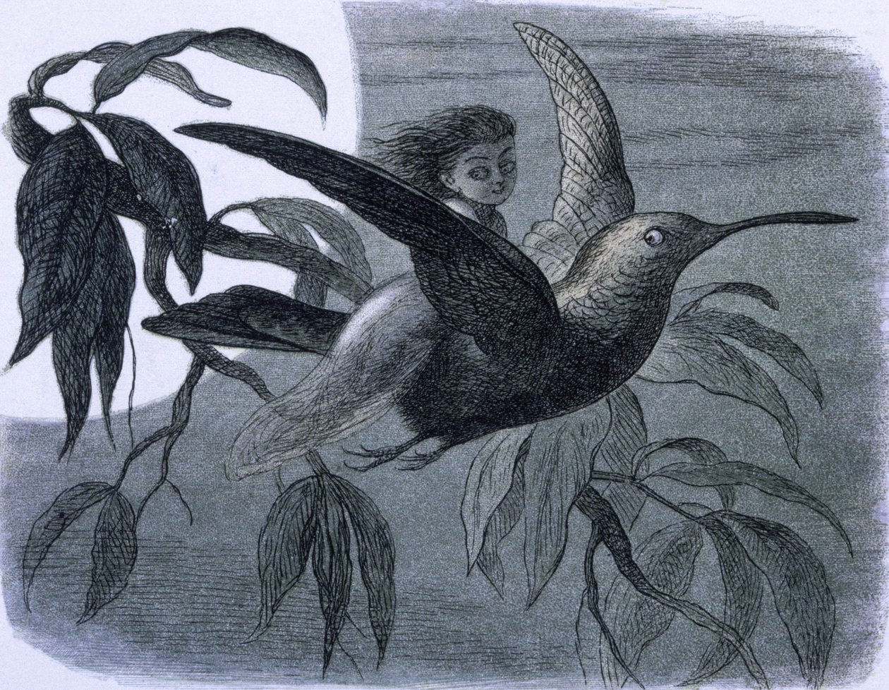 Bir uğultu kuşa binen bir peri (veya bir peri). "Peri Diyarında. Elf dünyasından bir dizi resim"" Richard Doyle by Richard Doyle
