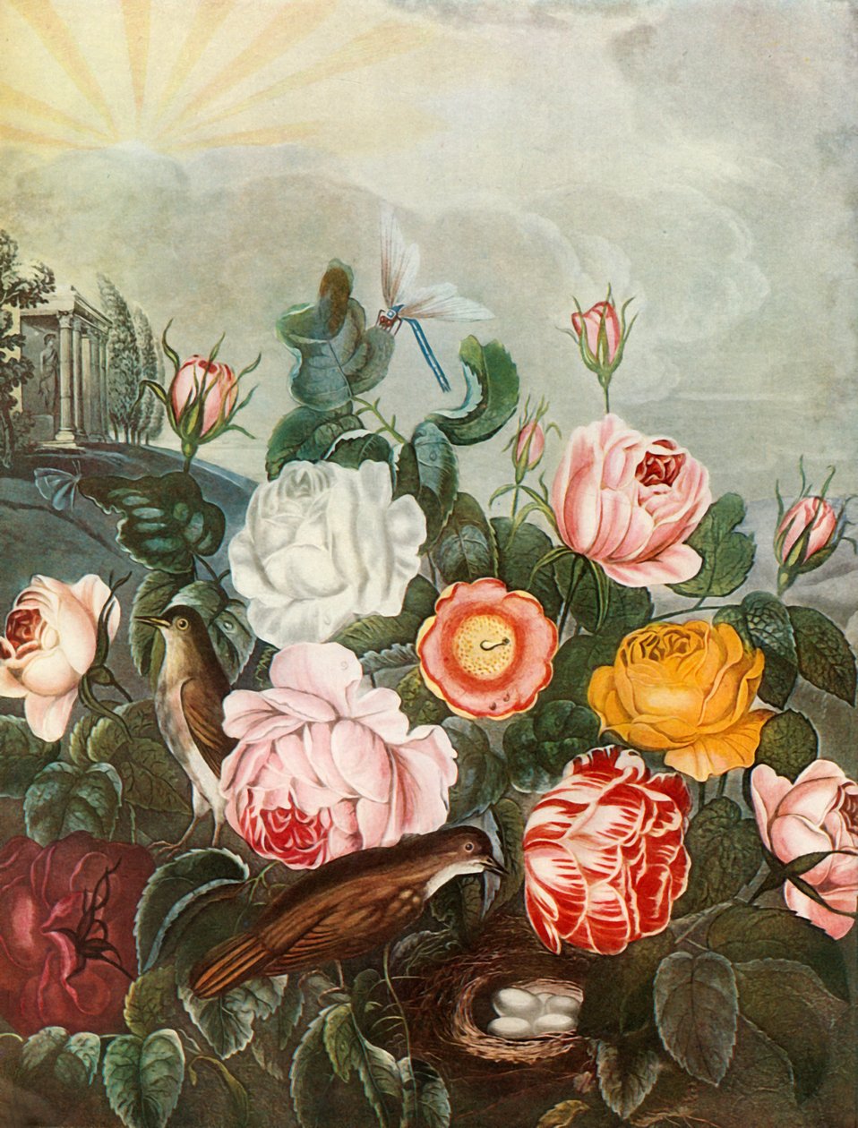 Güller, c1805, 1948. by Richard Earlom