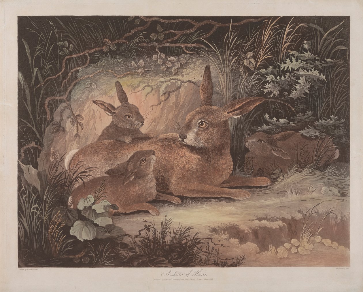 Dörtlü set: (3) A Litter of Hares by Richard Gilson Reeve