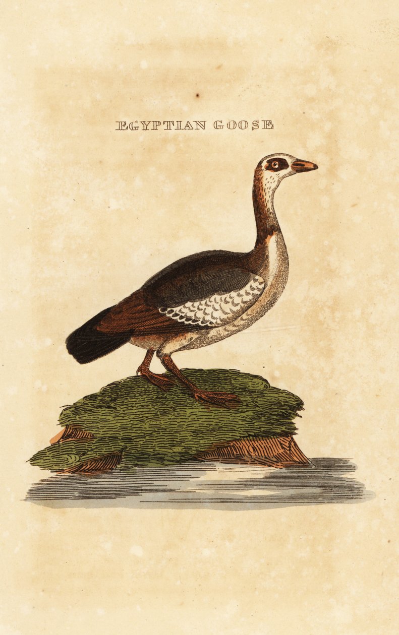 Mısır kazı, Lopochem aegyptiake by Richard Polydore (after) Nodder
