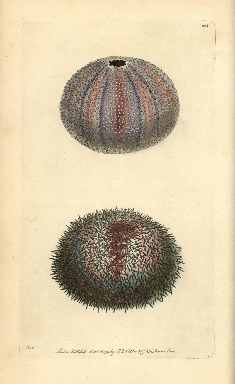 Yenilebilir deniz kestanesi, Echinus esculentus, George Shaw ve Frederick Nodder