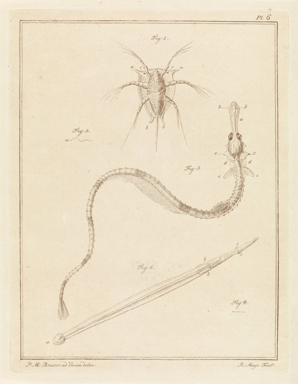 Ortak midye, pipefish ve ok solucanı by Robbert Muys