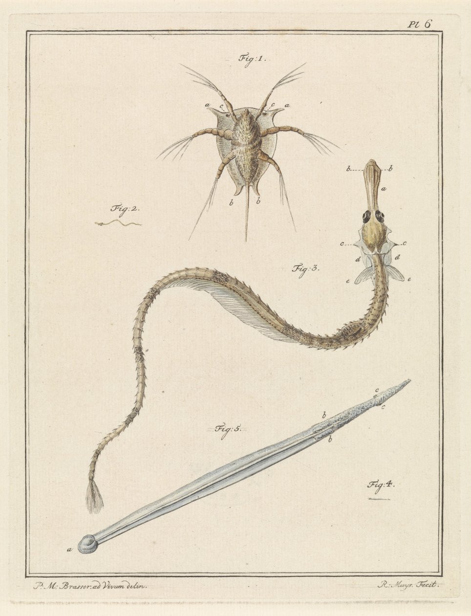 Ortak midye, pipefish ve ok solucanı by Robbert Muys