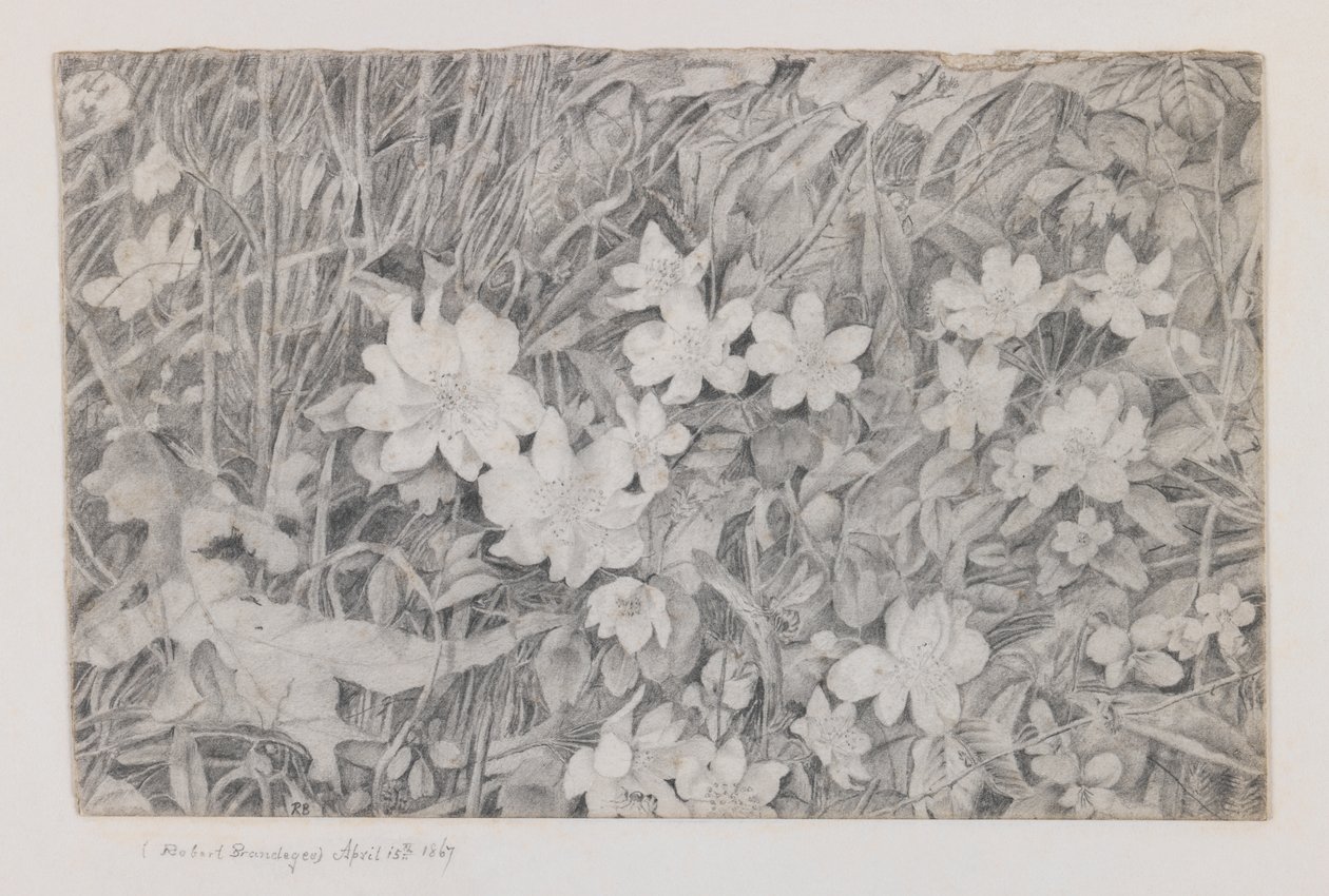 Anemonlar, 15 Nisan 1867 (kağıt üzerinde grafit) by Robert B. Brandegee